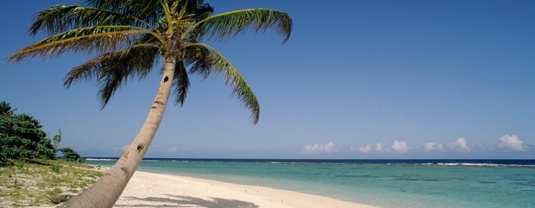 Strand und eine Palme zu erkennen